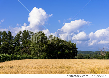 希爾鎮·美瑛的麥田 希爾鎮·美瑛的麥田 43095314