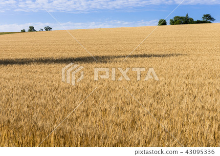 希爾鎮·美瑛的麥田 43095336