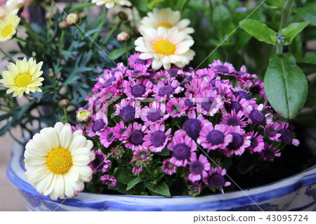 Planting Planting 43095724