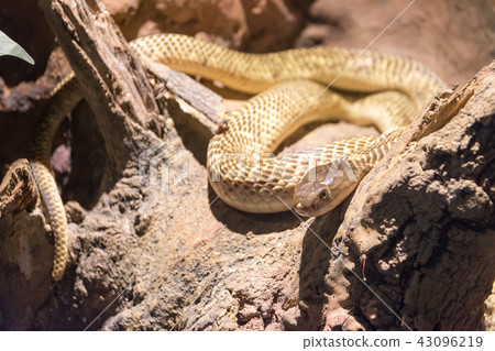 Dangerous wild snake 43096219