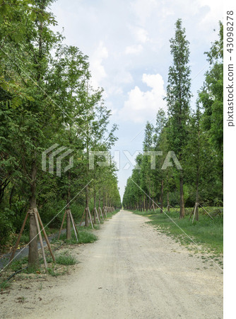 Metasequoia Road, Seoul's quiet path 43098278