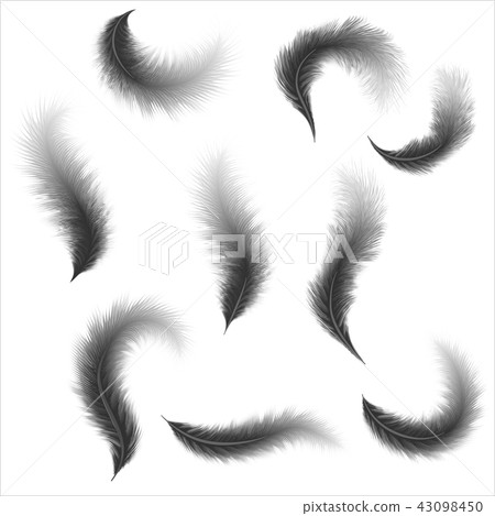 realistic dark feathers 43098450