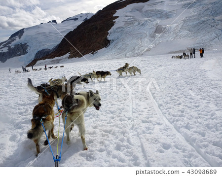 Dog sled running on Mendenhall glacier - 2 43098689