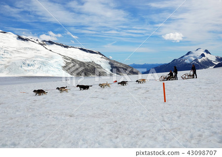 Dog sled on Mendenhall glacier -1 43098707