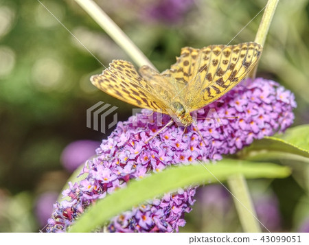 Butterfly in garden. Buddleja davidii, lilac 43099051