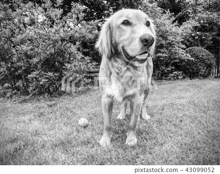 Golden Retrievers are very smart friendly dog Golden Retrievers are very smart friendly dog 43099052