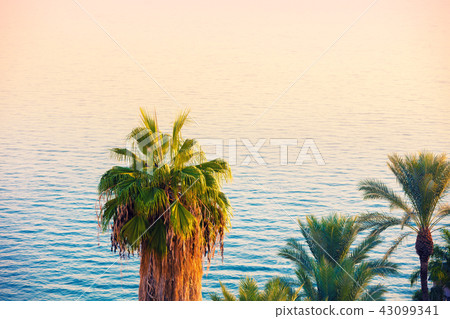 Palm trees near the Sea of Galilee in the morning 43099341