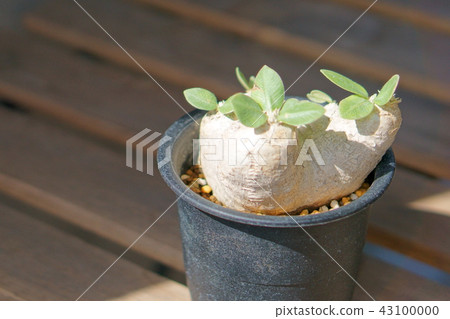 塊根植物惠比壽笑聲 43100000