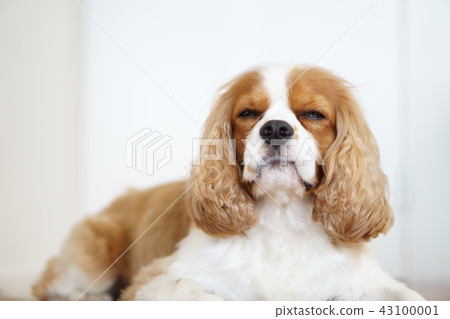 Cavalier's caba-kun series is useless 43100001