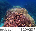 Sea full of corals 43100237