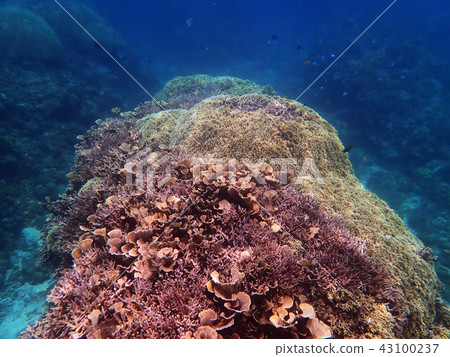 Sea full of corals 43100237