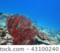 Sea of coral reef with Isobana 43100240