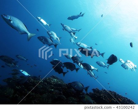 A group of fish A group of fish 43100242