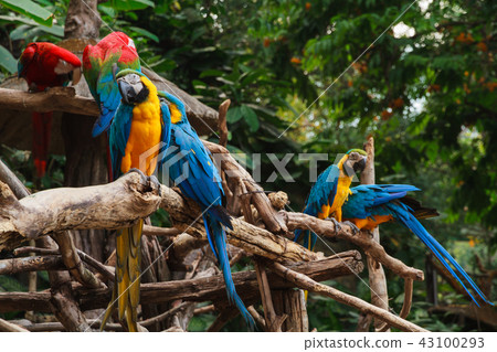 Colorful red and blue macaw perched on a branch. 43100293