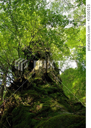 Yakushima Yaku cedar Yaku cedar forest 43100325