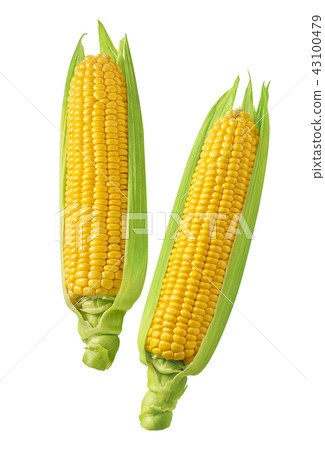 2 corn cobs with green leaves isolated 2 corn cobs with green leaves isolated 43100479
