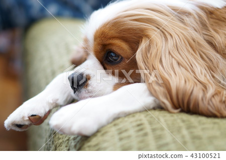 Cavalier's caba-kun series I can not stop looking 43100521