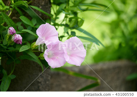 Convolvulus flower Convolvulus flower 43100550