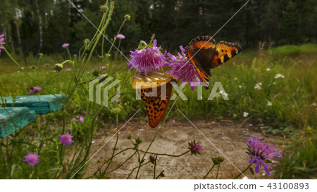 Butterflies dancing. Summer glow. 43100893