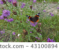 Summer in a full swing. Butterfly. 43100894
