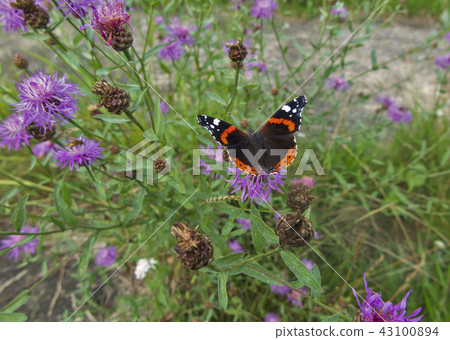 Summer in a full swing. Butterfly. 43100894