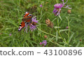 Summer in a full swing. Butterfly on flower. 43100896