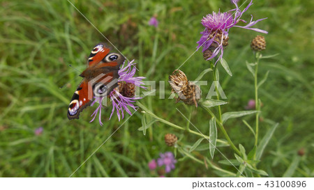 Summer in a full swing. Butterfly on flower. 43100896