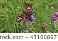 Butterfly on flower.  43100897