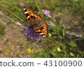 Nature beauty. 43100900