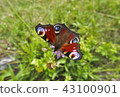 Butterfly peacock. 43100901