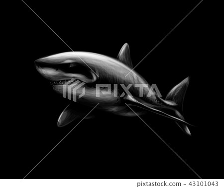 Great white shark on a black background. 43101043