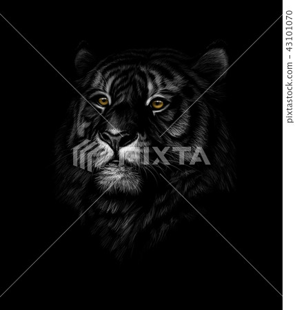 Portrait of a tiger head on a black background Portrait of a tiger head on a black background 43101070