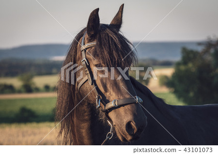 Head of a friesian horse with halter. Head of a friesian horse with halter. 43101073