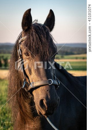 Head of a friesian horse with halter. Head of a friesian horse with halter. 43101074
