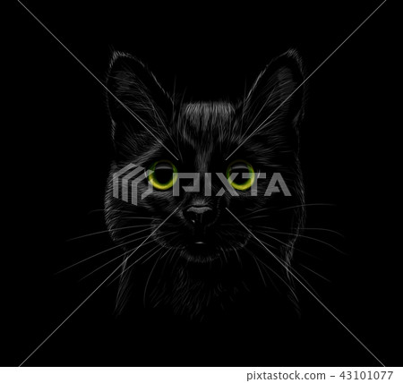 Portrait of a cat on a black background - Stock Illustration [43101077 ...