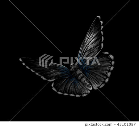 Butterfly on a black background, hand drawn 43101087