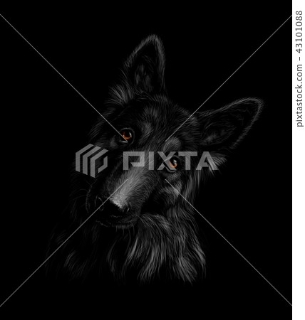 Portrait of a German shepherd dog on a black background 43101088