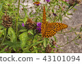 Butterfly close up . 43101094