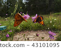 Butterflies dancing. 43101095