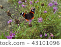 Butterfly on flower. Close up shot. 43101096
