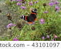 buterfly on flower. summer glow.  43101097