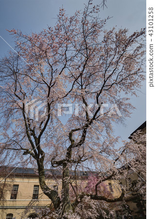 Cherry blossoms of Kyoto Prefectural Government Office Cherry blossoms of Kyoto Prefectural Government Office 43101258