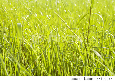 Fresh grass in the sunlight. Fresh grass in the sunlight. 43102057