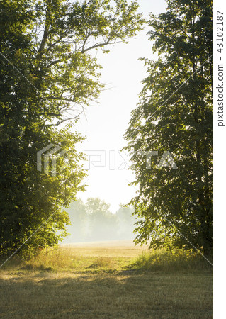 Morning sunlight and fog make their way through Morning sunlight and fog make their way through 43102187