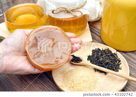 Scoby, Hand holding tea mushroom with kombucha 43102742