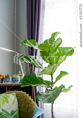 Fiddle leaf fig tree in the living room. 43102773