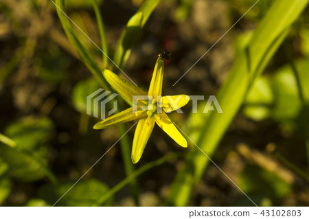 Small yellow flower Gagea lutea Small yellow flower Gagea lutea 43102803