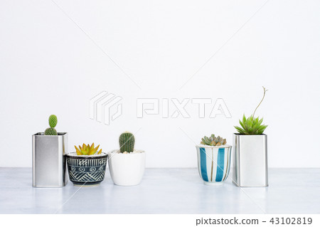 Collection of various cactus and succulent plants 43102819