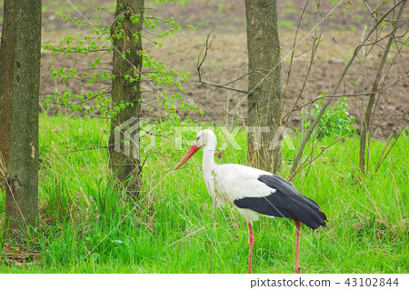 Bird stork with long red beak walks between trees Bird stork with long red beak walks between trees 43102844