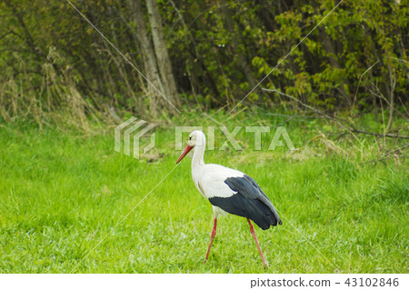 Bird stork with long red beak on green meadow 43102846